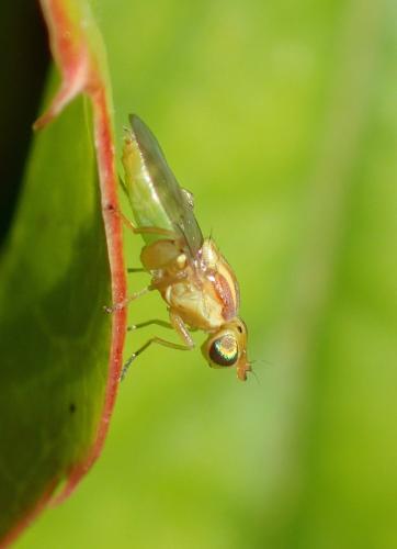 Réf. 186 423 : Meromyza sp.